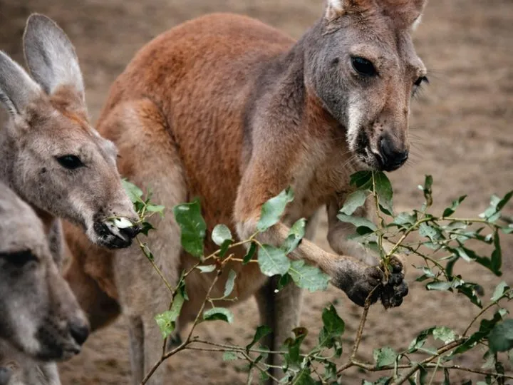 Australie