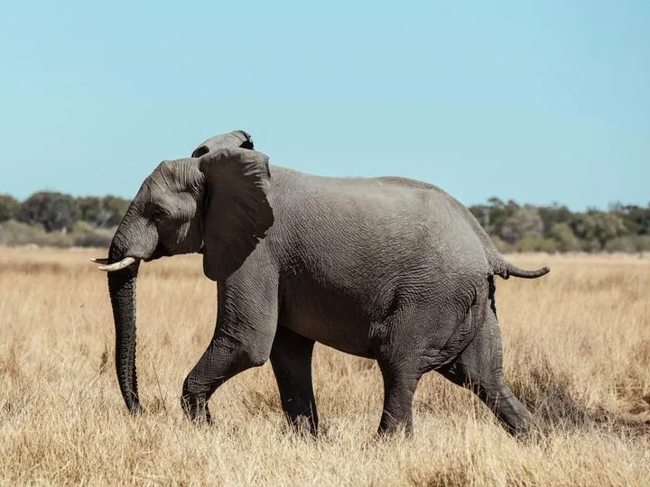Botswana
