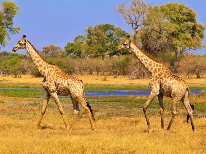 Botswana