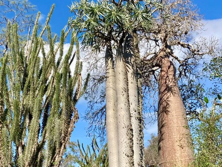 Madagascar