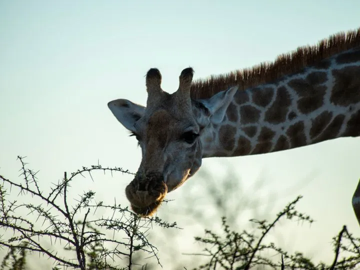 Namibie