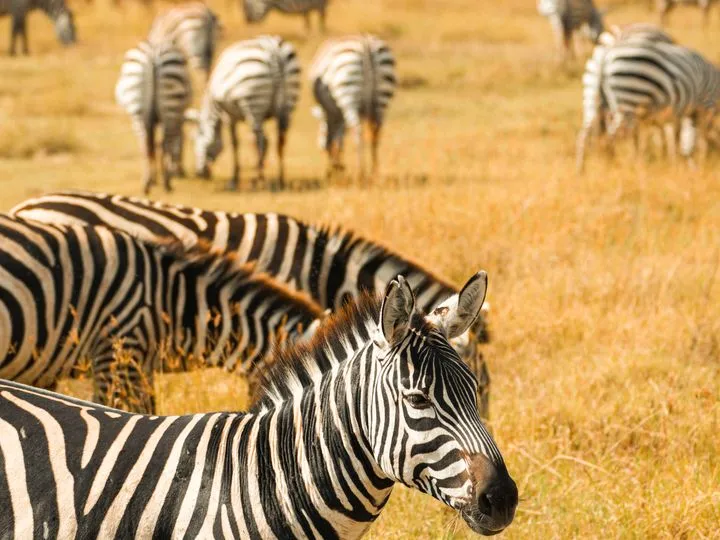 Tanzanie