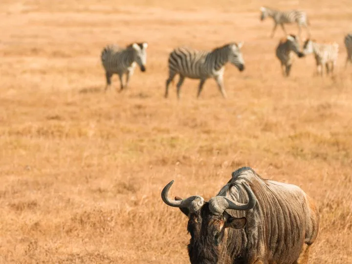Tanzanie
