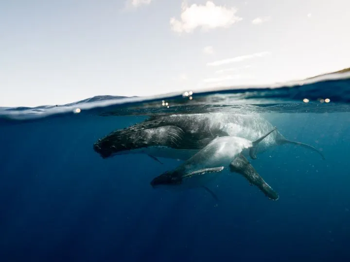 Tonga